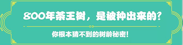 吉普號(hào)茶山黑話175：一棵樹，改寫中國(guó)茶的世界地位？