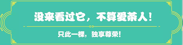 吉普號(hào)茶山黑話175：一棵樹，改寫中國(guó)茶的世界地位？