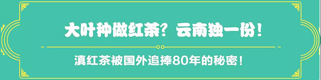 吉普號茶山黑話178：62年前，這里的茶竟被拍賣出世界最高價？